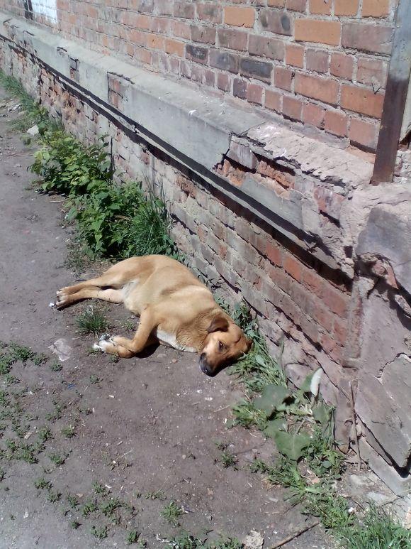 Новини Козятина - фото з Прибираємося лише для губернатора Прибираємося лише для губернатора, фото №23 на сайті 20minut.ua