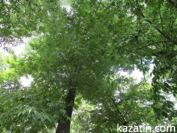 Новини Козятина - фото з Чи потрібні нам легені? Чи потрібні нам легені?, фото №12 на сайті 20minut.ua