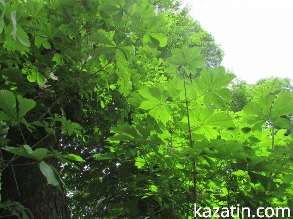 Новини Козятина - фото з Чи потрібні нам легені? Чи потрібні нам легені?, фото №20 на сайті 20minut.ua