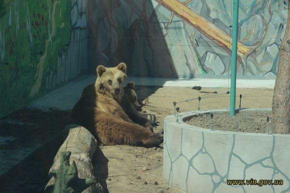 У  Подільському зоопарку відкрили велике ведмеже містечко, фото №1 на сайті 20minut.ua