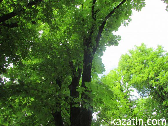 Новини Козятина - фото з Чи потрібні нам легені? Чи потрібні нам легені?, фото №16 на сайті 20minut.ua