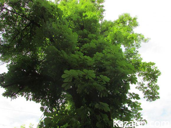 Новини Козятина - фото з Чи потрібні нам легені? Чи потрібні нам легені?, фото №24 на сайті 20minut.ua