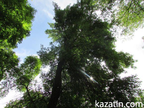 Новини Козятина - фото з Чи потрібні нам легені? Чи потрібні нам легені?, фото №2 на сайті 20minut.ua
