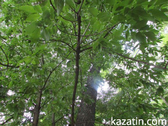 Новини Козятина - фото з Чи потрібні нам легені? Чи потрібні нам легені?, фото №10 на сайті 20minut.ua