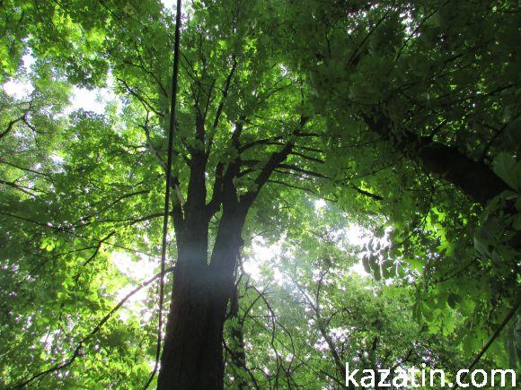 Новини Козятина - фото з Чи потрібні нам легені? Чи потрібні нам легені?, фото №6 на сайті 20minut.ua