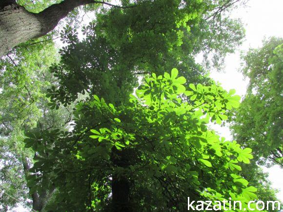 Новини Козятина - фото з Чи потрібні нам легені? Чи потрібні нам легені?, фото №22 на сайті 20minut.ua