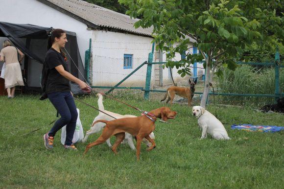 Змагання чотирилапих: яких собак можна було побачити на виставці у Кам’янці? (ФОТОЗВІТ), фото №7 на сайті 20minut.ua