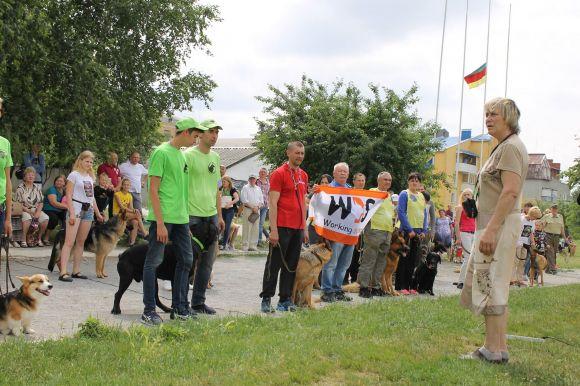 Змагання чотирилапих: яких собак можна було побачити на виставці у Кам’янці? (ФОТОЗВІТ), фото №5 на сайті 20minut.ua