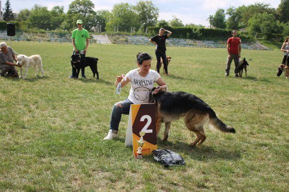 Змагання чотирилапих: яких собак можна було побачити на виставці у Кам’янці? (ФОТОЗВІТ), фото №19 на сайті 20minut.ua