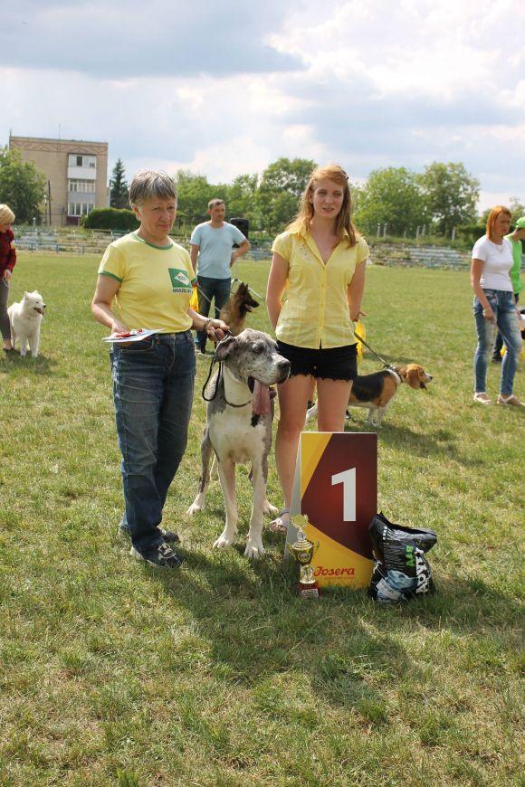 Змагання чотирилапих: яких собак можна було побачити на виставці у Кам’янці? (ФОТОЗВІТ), фото №18 на сайті 20minut.ua