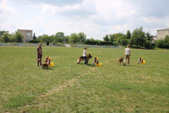Змагання чотирилапих: яких собак можна було побачити на виставці у Кам’янці? (ФОТОЗВІТ), фото №10 на сайті 20minut.ua