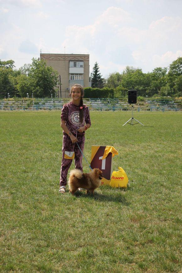 Змагання чотирилапих: яких собак можна було побачити на виставці у Кам’янці? (ФОТОЗВІТ), фото №9 на сайті 20minut.ua