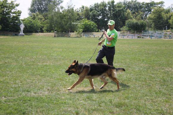 Змагання чотирилапих: яких собак можна було побачити на виставці у Кам’янці? (ФОТОЗВІТ), фото №12 на сайті 20minut.ua