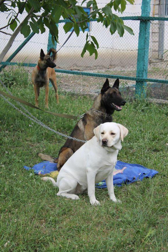 Змагання чотирилапих: яких собак можна було побачити на виставці у Кам’янці? (ФОТОЗВІТ), фото №2 на сайті 20minut.ua