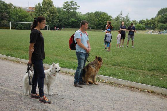 Змагання чотирилапих: яких собак можна було побачити на виставці у Кам’янці? (ФОТОЗВІТ), фото №3 на сайті 20minut.ua