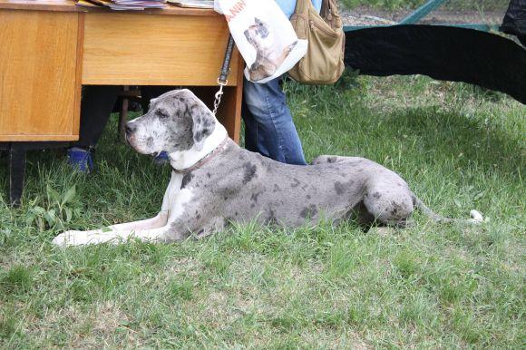 Змагання чотирилапих: яких собак можна було побачити на виставці у Кам’янці? (ФОТОЗВІТ), фото №6 на сайті 20minut.ua