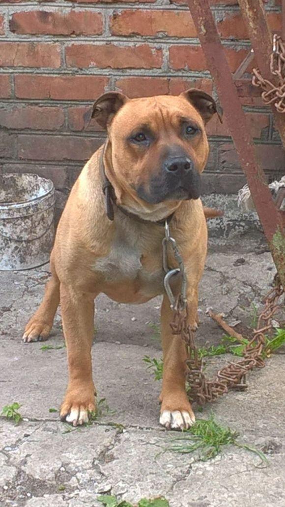 Собака шукає свого господаря, фото №1 на сайті 20minut.ua