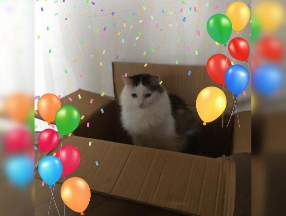 #Прихисти безпритульну тварину. Мер Вінниці запустив флешмоб, фото №2 на сайті 20minut.ua