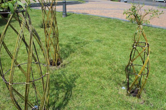 Новини Вінниці - фото з На Соборній висадили плакучі верби з переплетеними стовбурами На Соборній висадили плакучі верби з переплетеними стовбурами, фото №1 на сайті 20minut.ua