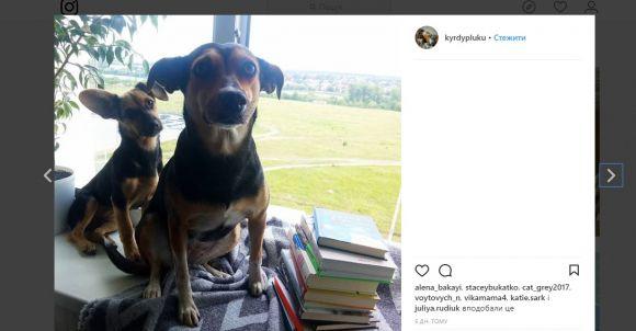 #Прихисти безпритульну тварину. Мер Вінниці запустив флешмоб, фото №4 на сайті 20minut.ua