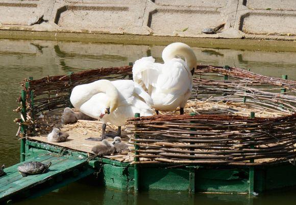 Новини Вінниці - фото з На лебединому озері з’явилось шестеро нових птахів На лебединому озері з’явилось шестеро нових птахів, фото №2 на сайті 20minut.ua