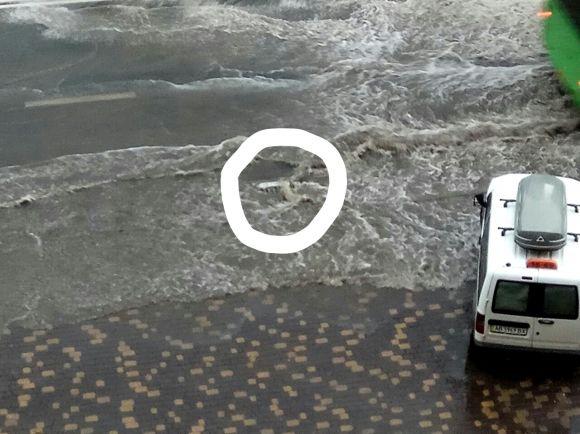 Вулиці-річки та повалені дерева: злива у Вінниці у фото та гіфках, фото №2 на сайті 20minut.ua