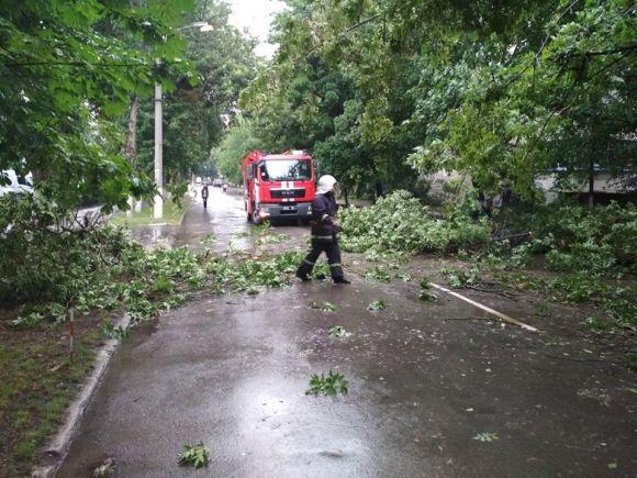 Новини Кам'янця-Подільського - фото з У Кам’янці на проїжджу частину впало дерево (ФОТО) У Кам’янці на проїжджу частину впало дерево (ФОТО), фото №1 на сайті 20minut.ua