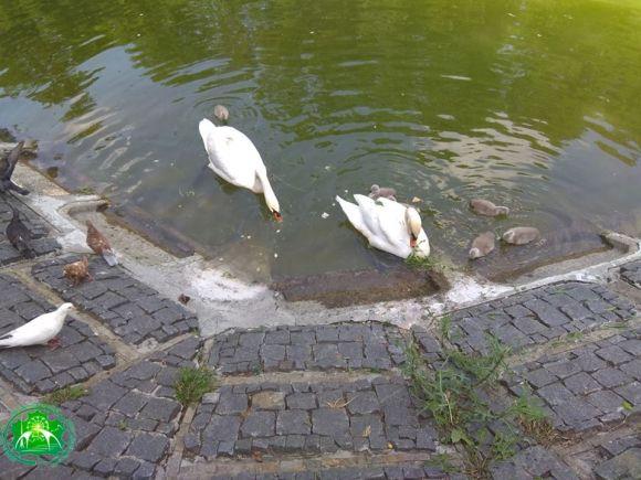 Новини Вінниці - фото з Вінницькі Руслан та Людмила: людей просять не годувати лебедів чіпсами Вінницькі Руслан та Людмила: людей просять не годувати лебедів чіпсами, фото №3 на сайті 20minut.ua