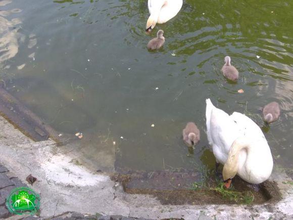 Новини Вінниці - фото з Вінницькі Руслан та Людмила: людей просять не годувати лебедів чіпсами Вінницькі Руслан та Людмила: людей просять не годувати лебедів чіпсами, фото №2 на сайті 20minut.ua