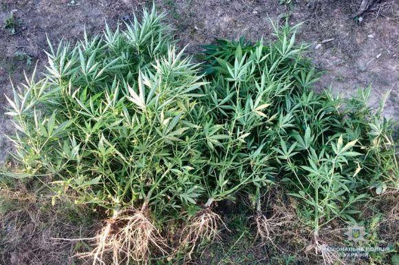 Через коноплю мешканець Віньковеччини може сісти на 10 років, фото №2 на сайті vsim.ua