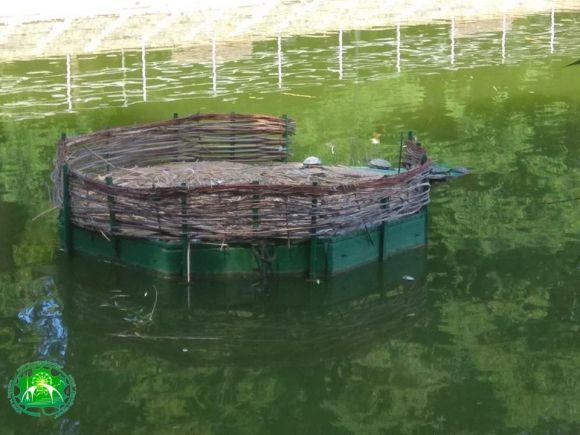 Новини Вінниці - фото з Вінницькі Руслан та Людмила: людей просять не годувати лебедів чіпсами Вінницькі Руслан та Людмила: людей просять не годувати лебедів чіпсами, фото №1 на сайті 20minut.ua