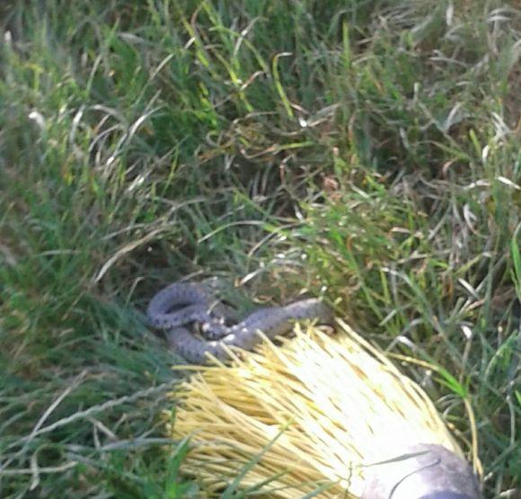 Фото дня: рептилія заповзла на подвір'я, фото №1 на сайті 20minut.ua