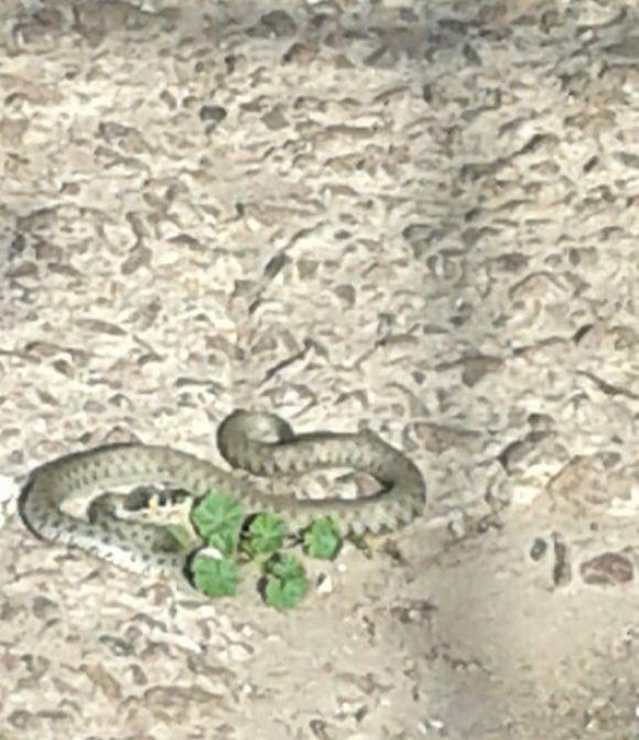 Фото дня: рептилія заповзла на подвір'я, фото №2 на сайті 20minut.ua