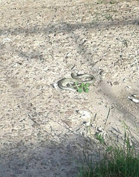 Фото дня: рептилія заповзла на подвір'я, фото №3 на сайті 20minut.ua