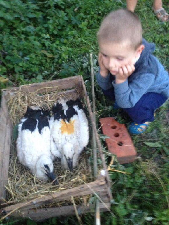 Новини Вінниці - фото з Як вінничани рятують лелеченят, які випали з гнізда під час бурі Як вінничани рятують лелеченят, які випали з гнізда під час бурі, фото №1 на сайті 20minut.ua