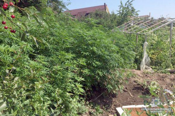 Ростив для себе: у хмельничанина знайшли плантацію коноплі, фото №2 на сайті vsim.ua