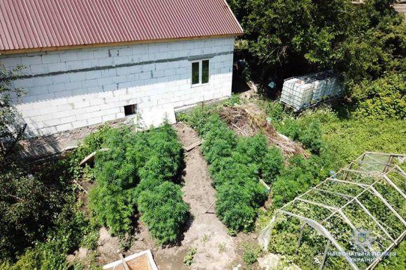 Ростив для себе: у хмельничанина знайшли плантацію коноплі, фото №1 на сайті vsim.ua