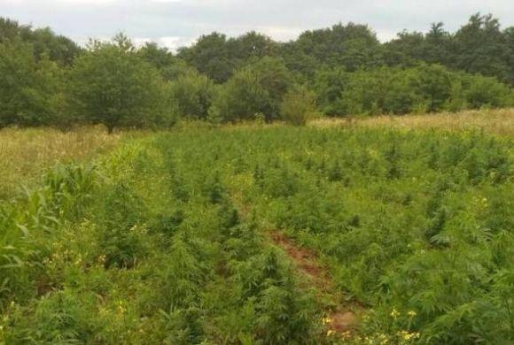 Копів намагались підкупити за 140 000 грн і 1000 євро, аби не побачили поля коноплі, фото №2 на сайті 20minut.ua