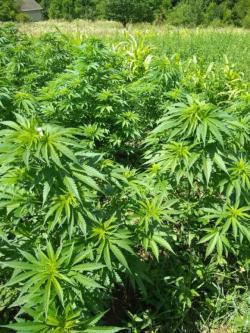 Копів намагались підкупити за 140 000 грн і 1000 євро, аби не побачили поля коноплі, фото №3 на сайті 20minut.ua