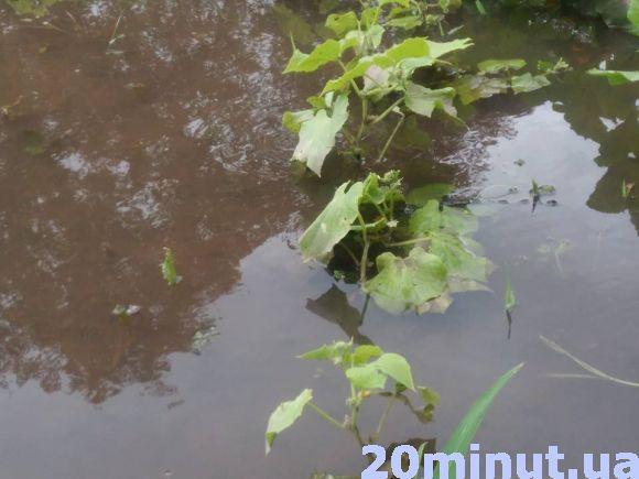 Новини Вінниці - фото з Води по коліна: на Тяжилові затопило будинки. Дісталося й Старому місту Води по коліна: на Тяжилові затопило будинки. Дісталося й Старому місту, фото №5 на сайті 20minut.ua