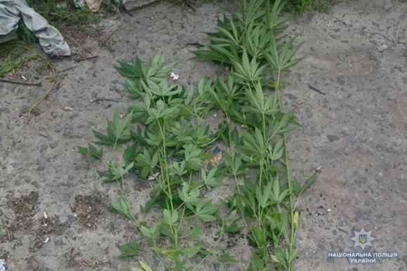 «Вирощував для себе»: в хмельничанина конфіскували багато марихуани, фото №1 на сайті vsim.ua