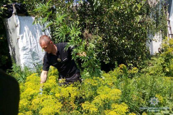 Новини Хмельницького - фото з Мешканець Теофіпольщини вирощував пів сотні кущів коноплі на городі Мешканець Теофіпольщини вирощував пів сотні кущів коноплі на городі, фото №1 на сайті vsim.ua