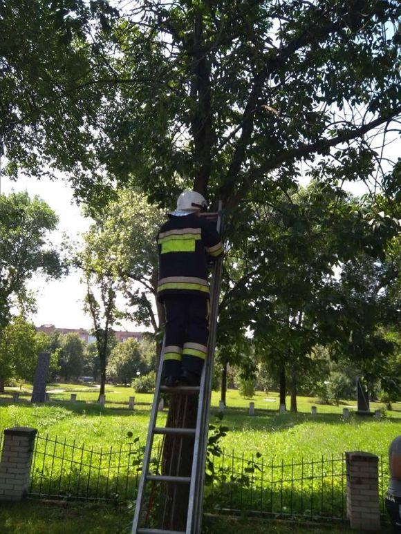 Новини Кам'янця-Подільського - фото з У Кам’янці пожежники зняли з дерева чотирьох кошенят (ФОТО) У Кам’янці пожежники зняли з дерева чотирьох кошенят (ФОТО), фото №2 на сайті 20minut.ua
