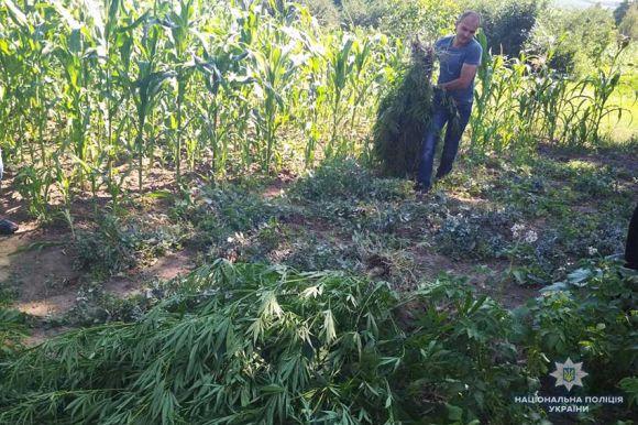 Новини Хмельницького - фото з В пенсіонерок з Старосинявського району знайшли мак і коноплю В пенсіонерок з Старосинявського району знайшли мак і коноплю, фото №1 на сайті vsim.ua
