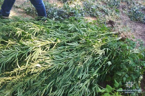 Новини Хмельницького - фото з В пенсіонерок з Старосинявського району знайшли мак і коноплю В пенсіонерок з Старосинявського району знайшли мак і коноплю, фото №2 на сайті vsim.ua