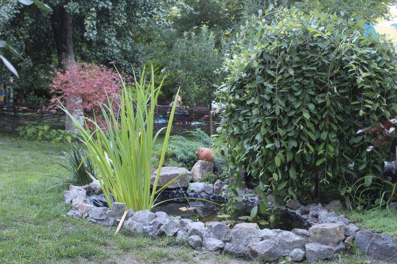 Зелений оазис замість пустиря. Як жінка змінила подвір'я на Коріатовичів, фото №3 на сайті 20minut.ua