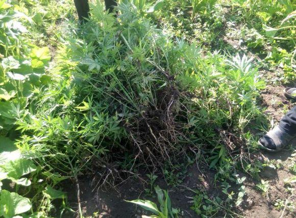 Новини Хмельницького - фото з Понад дві сотні кущів коноплі вирощувала на городі мешканка Віньковеччини Понад дві сотні кущів коноплі вирощувала на городі мешканка Віньковеччини, фото №1 на сайті vsim.ua