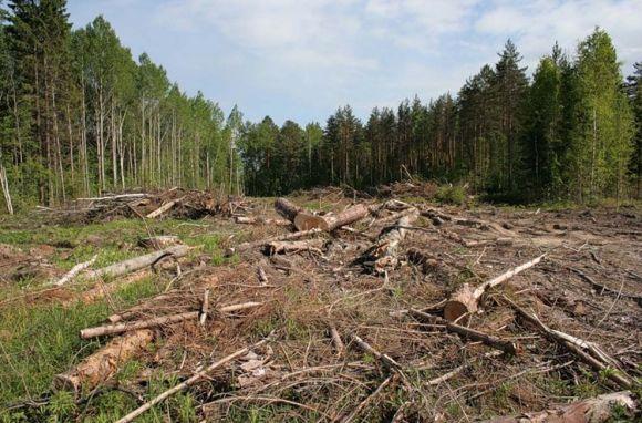 Сучасна Житомирщина: лісовий «безпредєл» на грунті дрімучого пофігізму?, фото №1 на сайті 20minut.ua