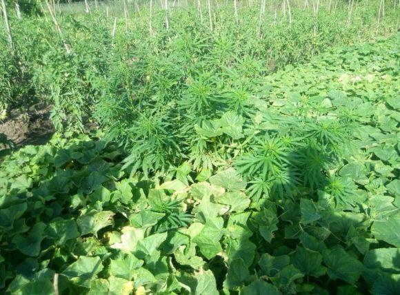 Новини Хмельницького - фото з Понад дві сотні кущів коноплі вирощувала на городі мешканка Віньковеччини Понад дві сотні кущів коноплі вирощувала на городі мешканка Віньковеччини, фото №3 на сайті vsim.ua