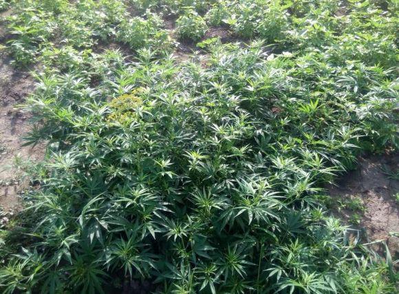 Новини Хмельницького - фото з Понад дві сотні кущів коноплі вирощувала на городі мешканка Віньковеччини Понад дві сотні кущів коноплі вирощувала на городі мешканка Віньковеччини, фото №4 на сайті vsim.ua